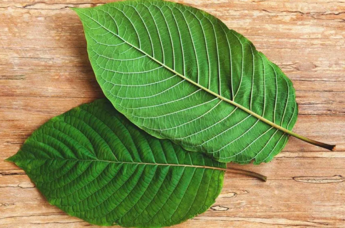 This Is Why People Love Kratom For energy