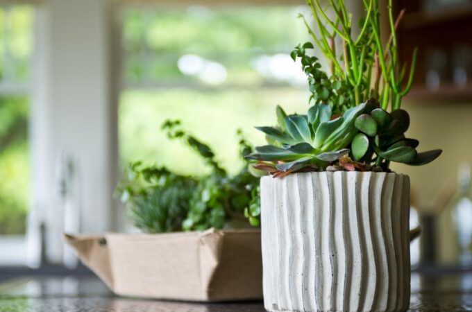 What are Succulent Plants?