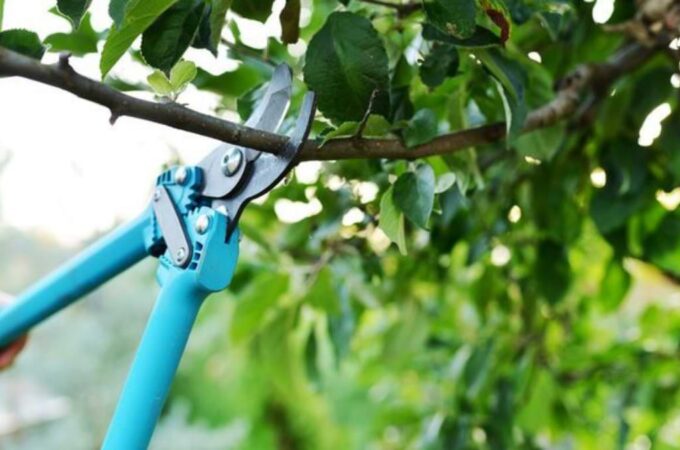 Planning Tree Pruning or Removal in Sacramento?
