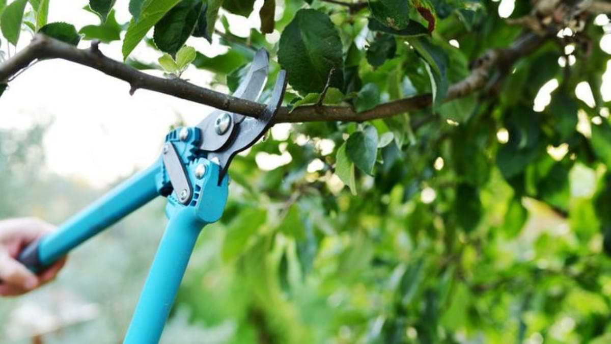 Planning Tree Pruning or Removal in Sacramento
