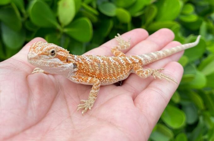 Why Bearded Dragons are Good Pets?