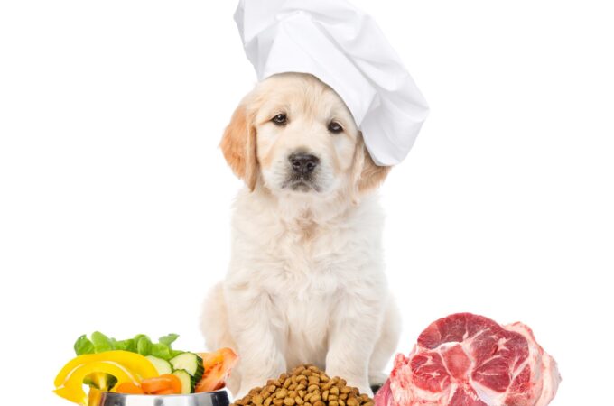 Is Your Dog Eating Healthy: How to Track its Calories?