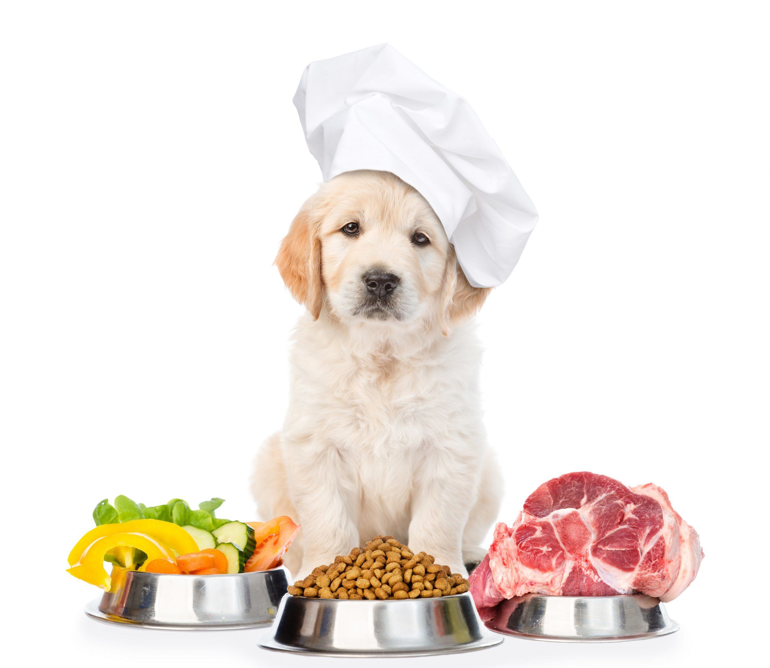 dog_eating_healthy
