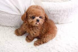 How Much Does a Teacup Poodle Cost