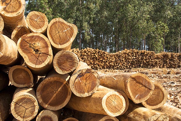 The Problems with Burning Hardwood Logs in Winter