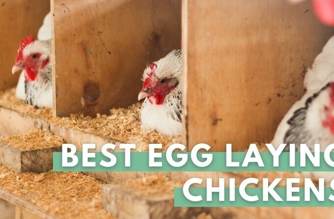 Best Egg Laying Chickens