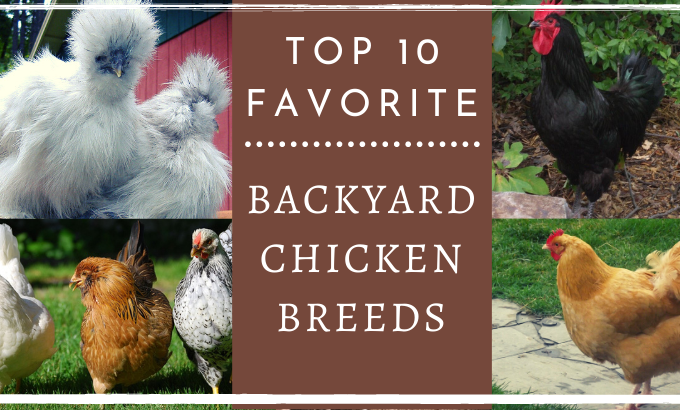Top 15 Backyard Chicken Breeds