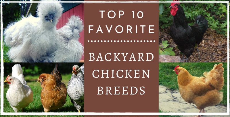 Thinking about raising chickens in your backyard? Wondering what chicken breeds to invest in? Read on to discover the best chicken breeds for the backyard.
