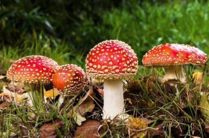 How to Identify Amanita Mushrooms: Tips for Amateur Mycologists