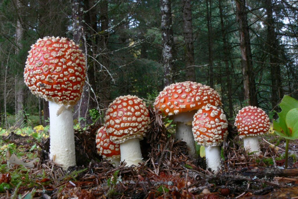 Types of Amanita Mushrooms