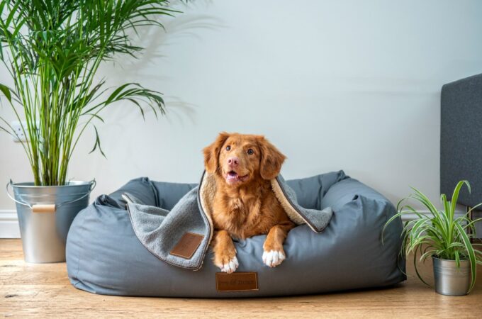 10 Essential Items to Pack for Your Dog Boarding