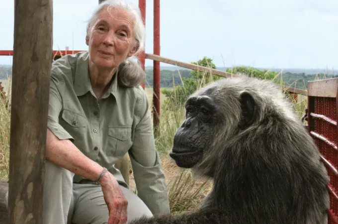 Jane Goodall chimpanzee