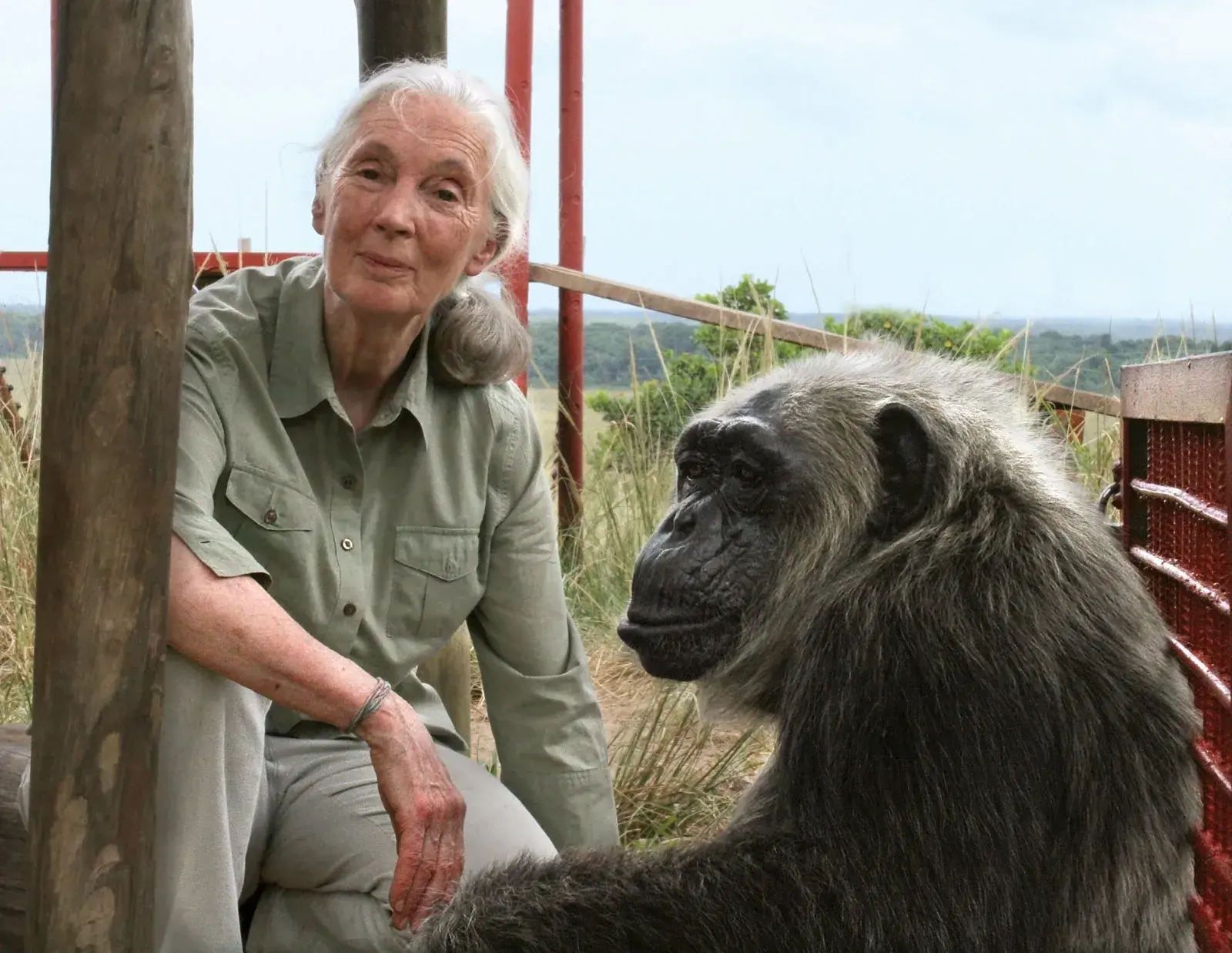 Jane Goodall chimpanzee