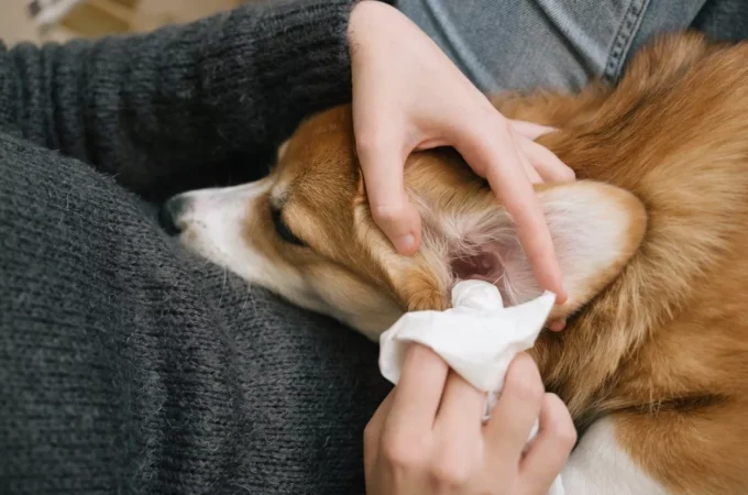 Clean Your Pet’s Ears and Teeth